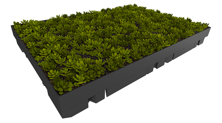 Ecosedum Pack Einfach